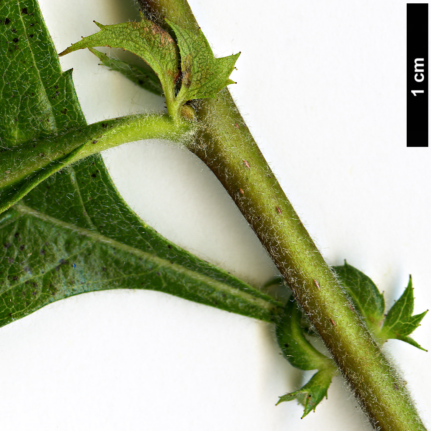 High resolution image: Family: Rosaceae - Genus: Crataegus - Taxon: ×dippelliana (C.tanacetifolia ×)